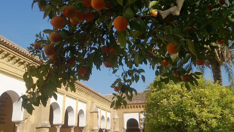 Oranges mûres sur un arbre de la cour des Orangers, avec les arcades de la cour à l’arrière-plan