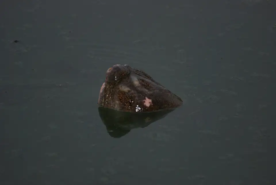 Head of a giant turtle surfacing in Hoàn Kiếm Lake