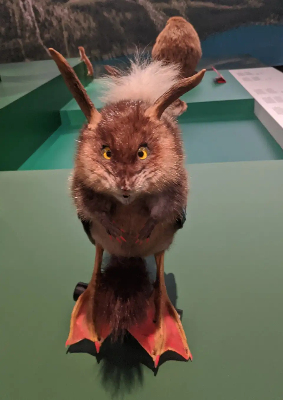 Wolpertinger empalhado: lebre com chifres, asas e patas de pato