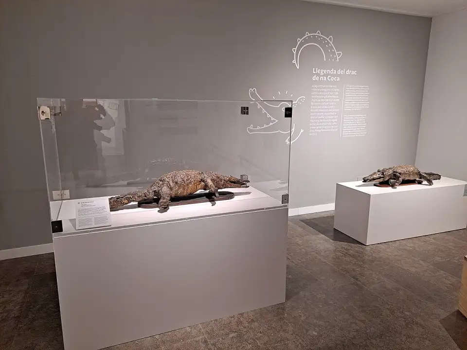 O crocodilo empalhado do Drac de na Coca numa vitrine do museu